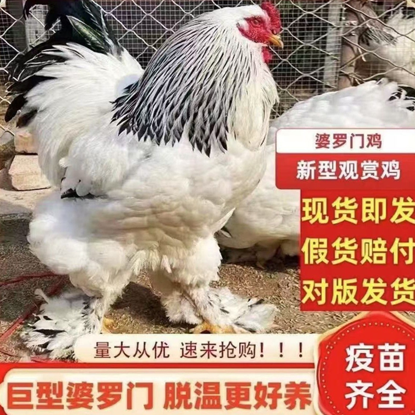 正宗婆罗门鸡苗正宗进口特大型活苗巨型脱温幼鸡观赏宠物鸡梵天鸡