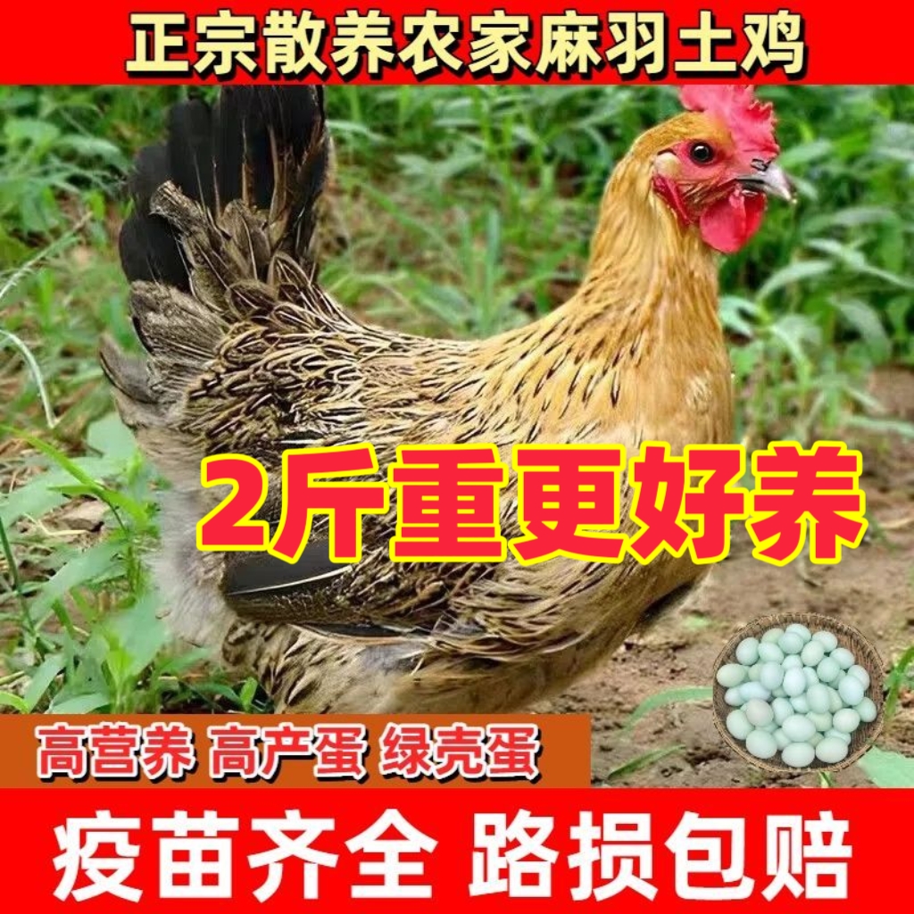 2斤麻羽鸡养土鸡活小鸡活苗
