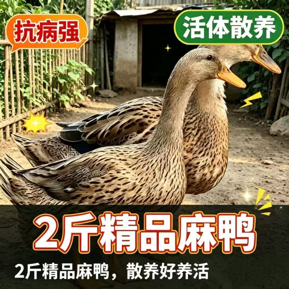 高产蛋麻鸭活体鸭子活苗鸭苗半大双黄蛋鸭子水鸭苗家鸭蛋鸭活鸭子