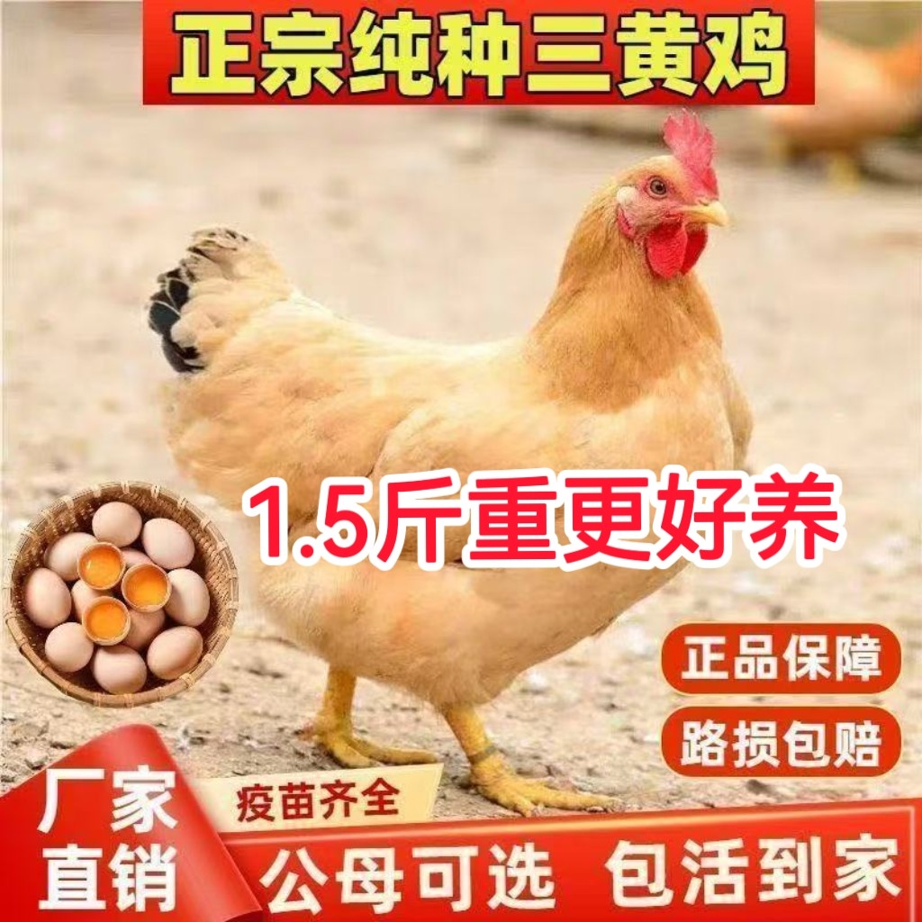 半斤纯种三黄鸡活苗高产蛋脱温母鸡清远一斤三黄鸡半大土鸡小鸡苗