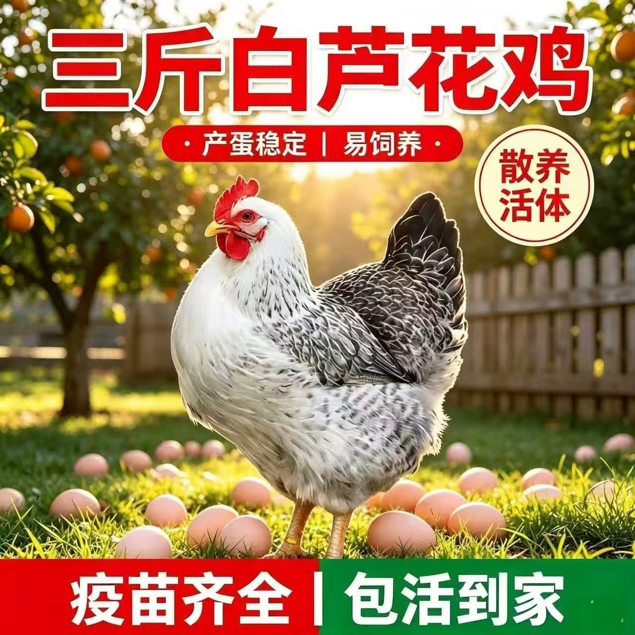 3斤芦花鸡苗脱温活苗散养土鸡苗白芦花鸡苗鹊山鸡包活苗稻花鸡苗
