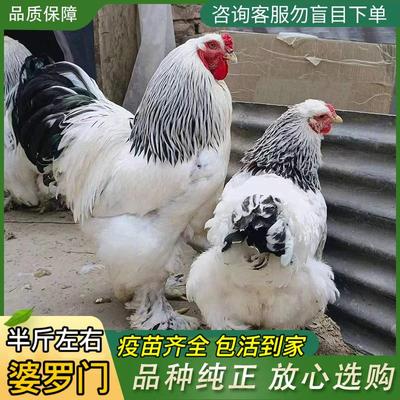 正宗婆罗门鸡苗正宗进口特大型活苗巨型脱温幼鸡观赏宠物鸡梵天鸡