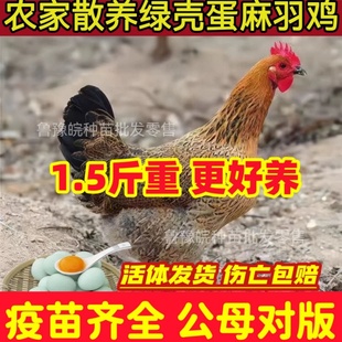 散养1.5斤高产绿壳蛋鸡苗麻羽土鸡活苗半斤小鸡活苗蛋鸡产蛋鸡苗