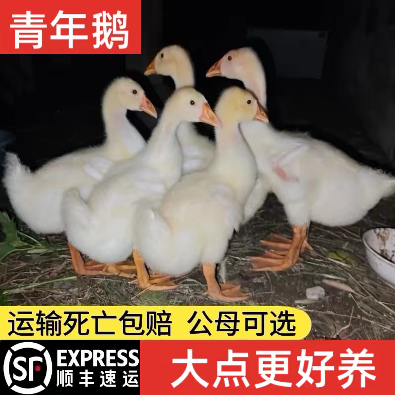 农家散养大白鹅苗高产蛋一斤重