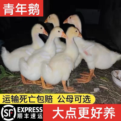 农家散养大白鹅苗高产蛋一斤重