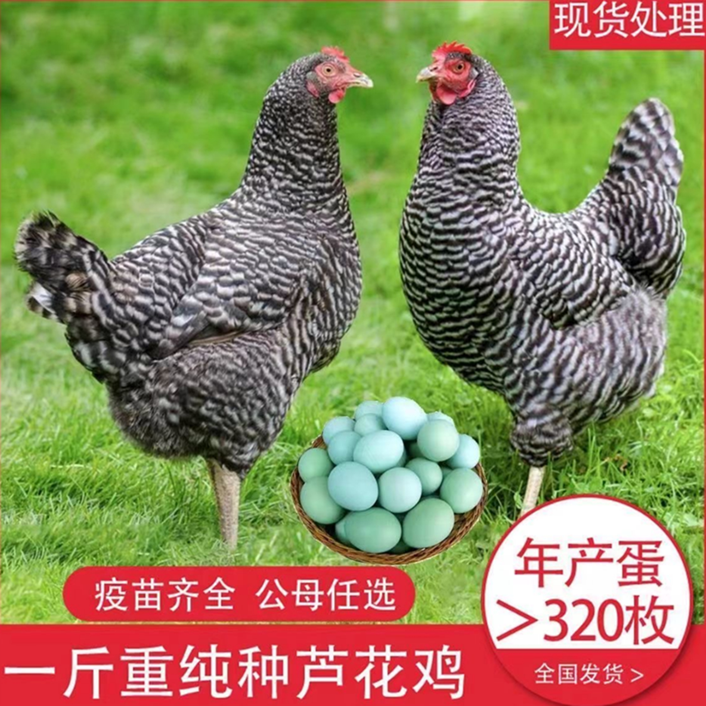 汶上芦花鸡活苗脱温苗