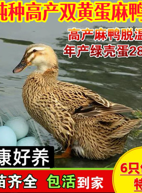 高产蛋麻鸭活体鸭子活苗鸭苗半大双黄蛋鸭子水鸭苗家鸭蛋鸭活鸭子