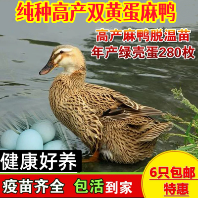 高产蛋麻鸭活体鸭子活苗鸭苗半大双黄蛋鸭子水鸭苗家鸭蛋鸭活鸭子