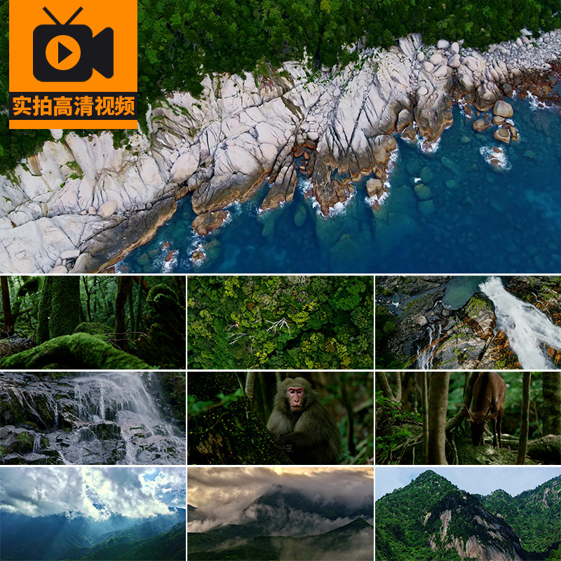 森林热带雨林河流自然生态环境植物苔藓湿地溪流河流实拍视频素材