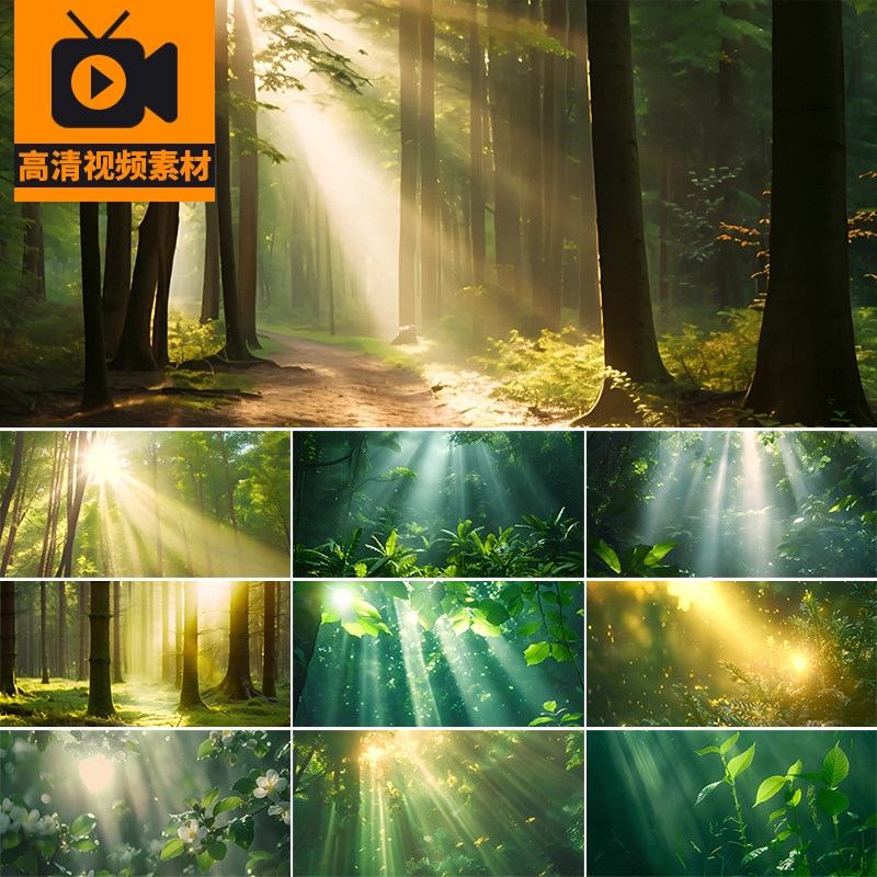 4K森林树林大自然阳光透过绿叶绿意春天清晨光线丛林高清视频素材