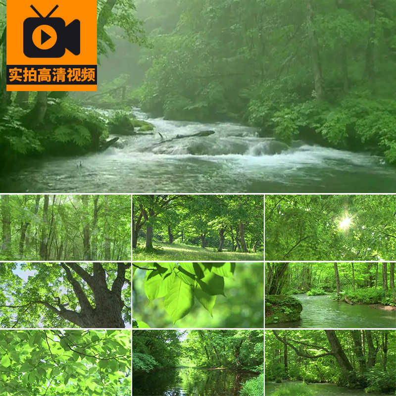 清晨云雾森林树林清新绿叶夏日阳光透过树叶风景山涧小溪视频素材