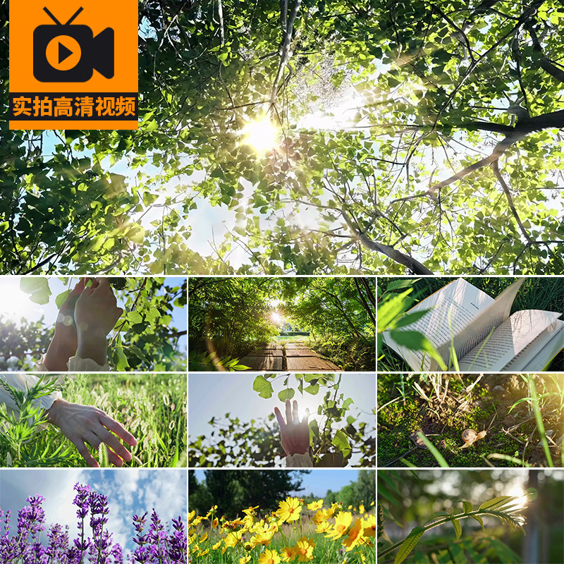 4K夏日阳光花草树木盛开鲜花朵植物唯美清新风景高清实拍视频素材