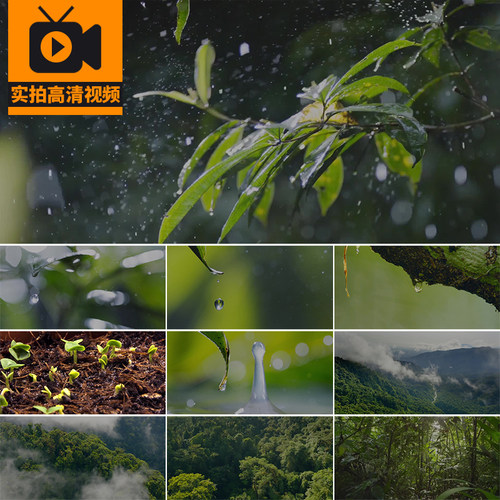 春雨下雨水珠雨滴落大自然植物发芽生长复苏春天高清实拍视频素材