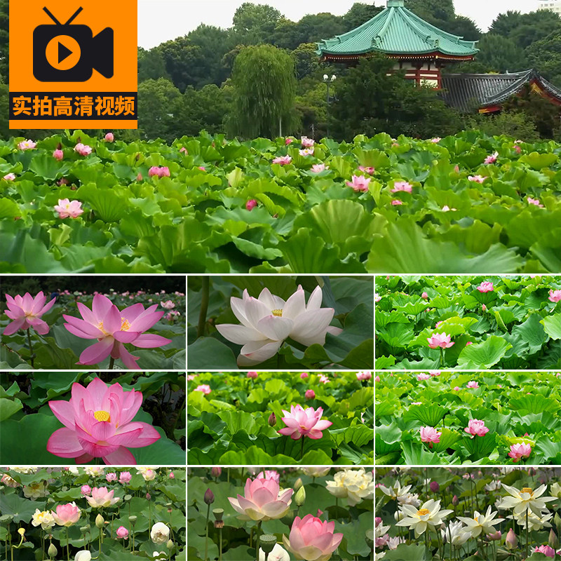 荷塘池塘荷叶荷花绽放莲叶莲花莲蓬特写唯美风景实拍高清视频素材