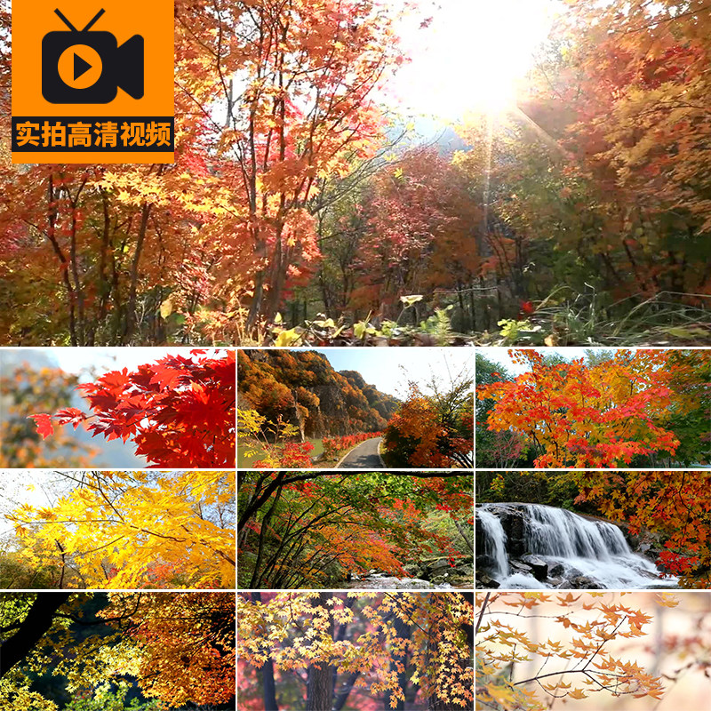 秋天风景枫叶红叶红枫树森林溪流飘落叶枯黄秋意秋季实拍视频素材