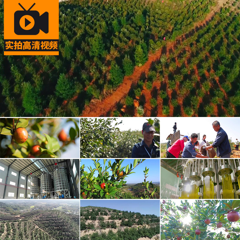 油茶树种植园山茶籽油茶油食用油加工工厂茶籽油茶果实拍视频素材