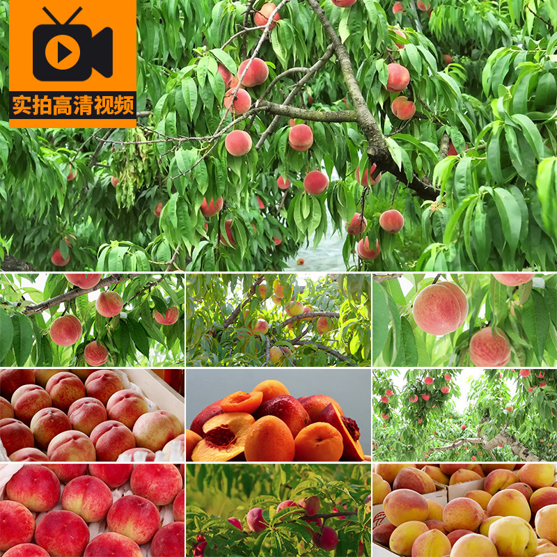 4K桃子油桃蟠桃毛桃水蜜桃果园桃树成熟采摘桃林水果实拍视频素材