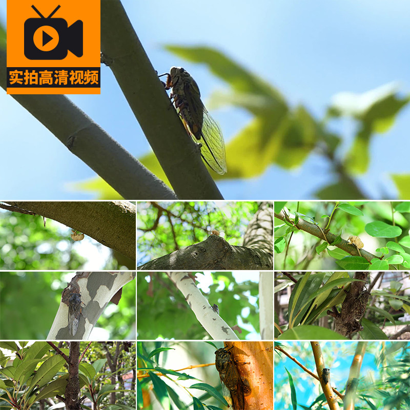 夏日清新蝉知了蜕变出壳蝉蝉鸣夏天昆虫夏季树上鸣叫实拍视频素材