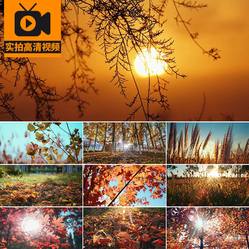 秋天立秋季秋景落叶飘零树叶枫叶红叶治愈系自然风景实拍视频素材