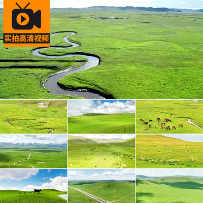 内蒙古大草原自然风景草地羊群绵羊马群奶牛蓝天白云实拍视频素材