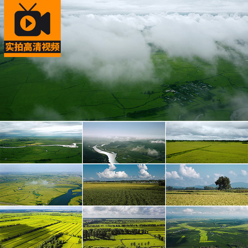 4K黑龙江东北五常水稻粮食种植农业谷物稻田航拍高清实拍视频素材