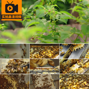 野生蜜蜂采蜂蜜酿蜜蜂群蜂巢蜂窝特写养殖养蜂业实拍高清视频素材