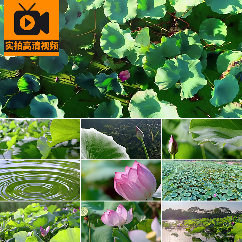 夏日荷花夏天莲花荷塘荷叶特写池塘清新植物莲池实拍高清视频素材