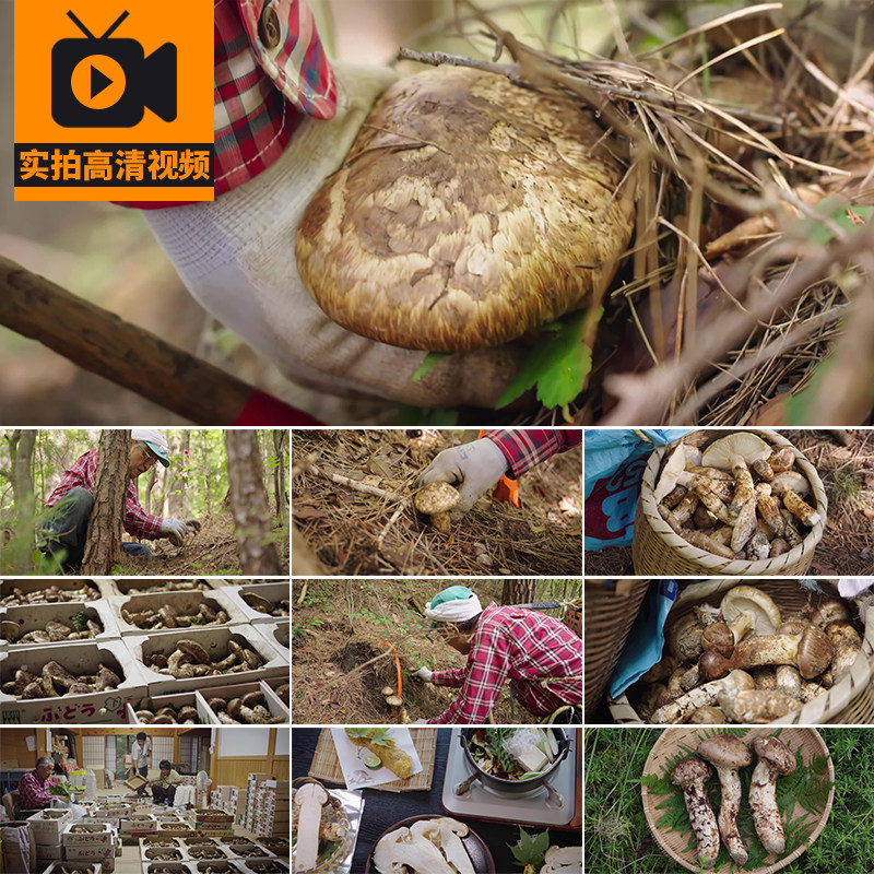 野外山上山林森林采摘松茸云南松茸菌类野生蘑菇食材实拍视频素材
