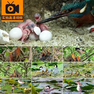 小鸟孵化出壳破壳雏鸟喂食嗷嗷待哺哺育幼鸟巢乳鸟儿动物视频素材