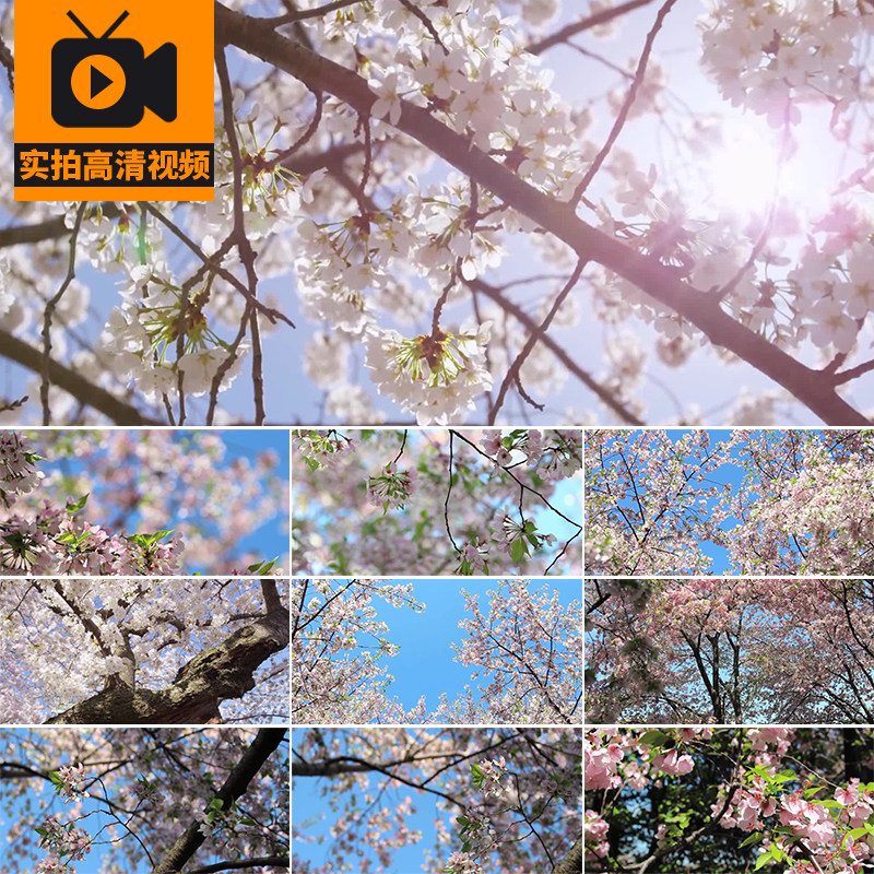 唯美春天桃花桃树花瓣盛开开花花朵春暖花开风景实拍高清视频素材