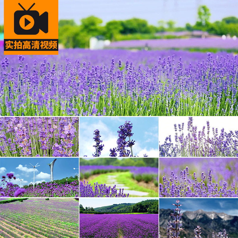 唯美浪漫紫色薰衣草花海田野庄园农田花开花朵风景色实拍视频素材