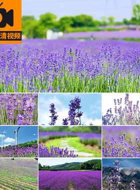 唯美浪漫紫色薰衣草花海田野庄园农田花开花朵风景色实拍视频素材