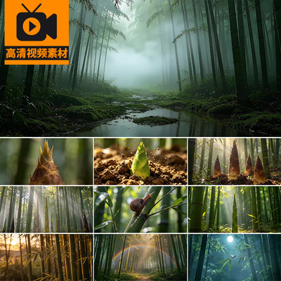 雨后春笋植物竹林竹子竹笋破土生长春笋大自然风景AI高清视频素材