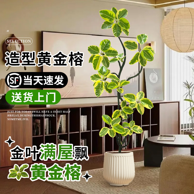 黄金榕客厅绿植橡皮树