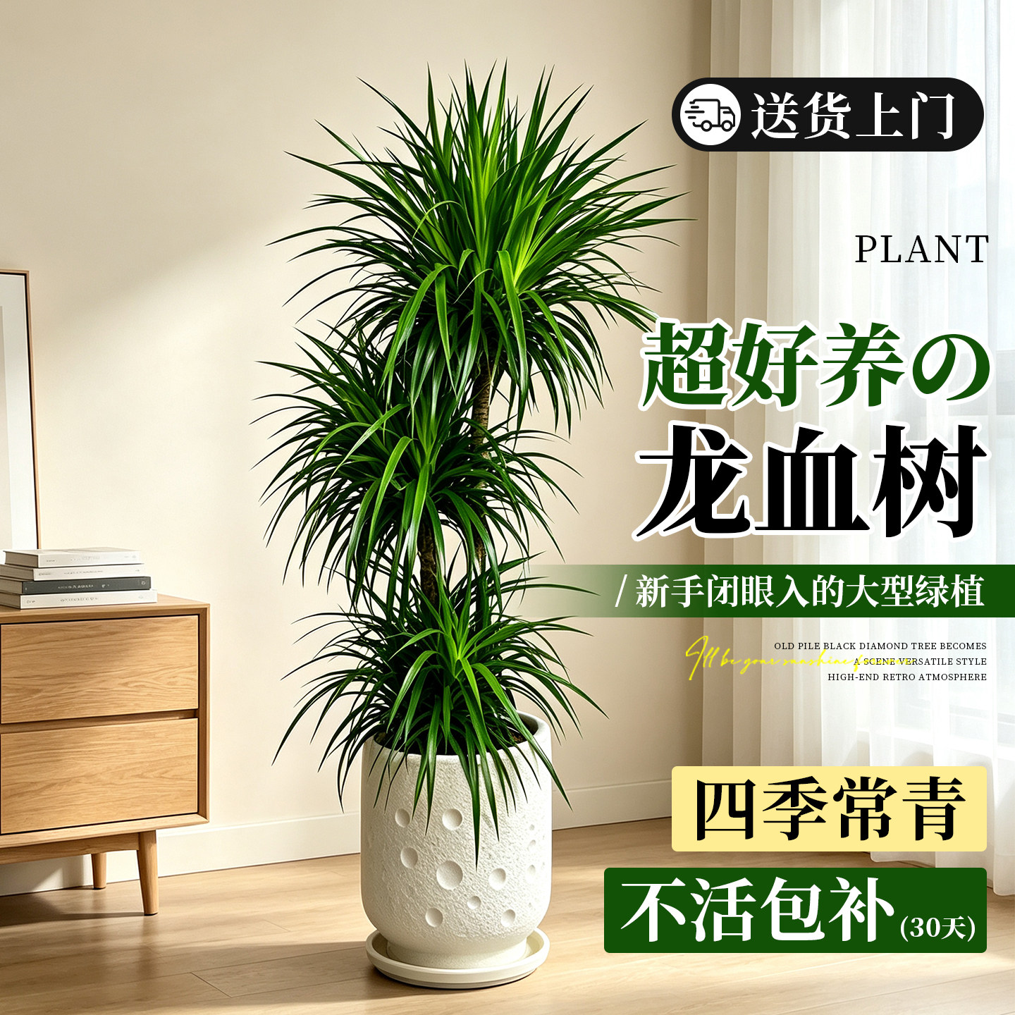 步步高龙血树客厅绿植室内盆栽大型高级感绿植轻奢龙须树四季好养