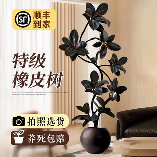 黑金刚橡皮树客厅大盆栽绿植高级感室内大型植物落地真树四季好养