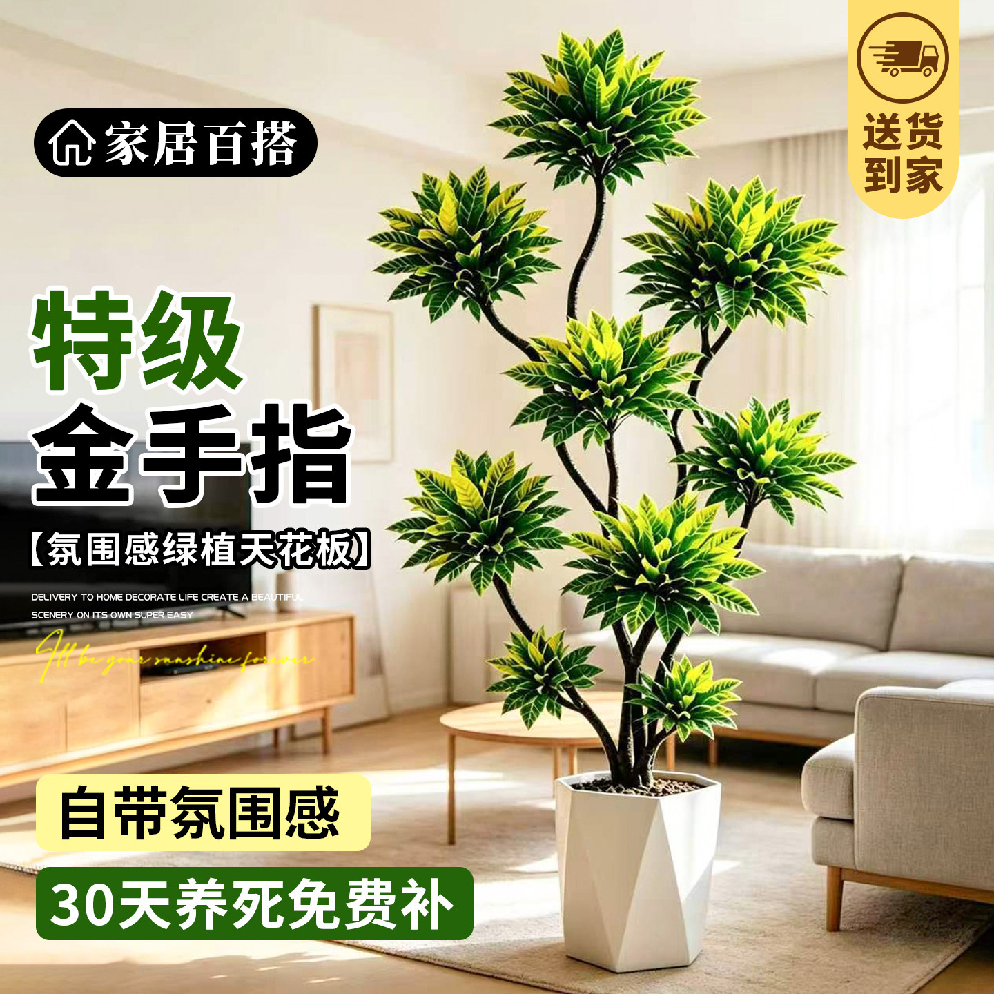 客厅绿植金手指高级感绿植物洒金榕室内大型盆栽四季好养轻奢老桩