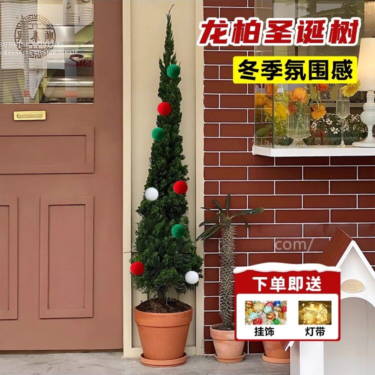 龙柏树苗松柏塔松室内客厅高级感
