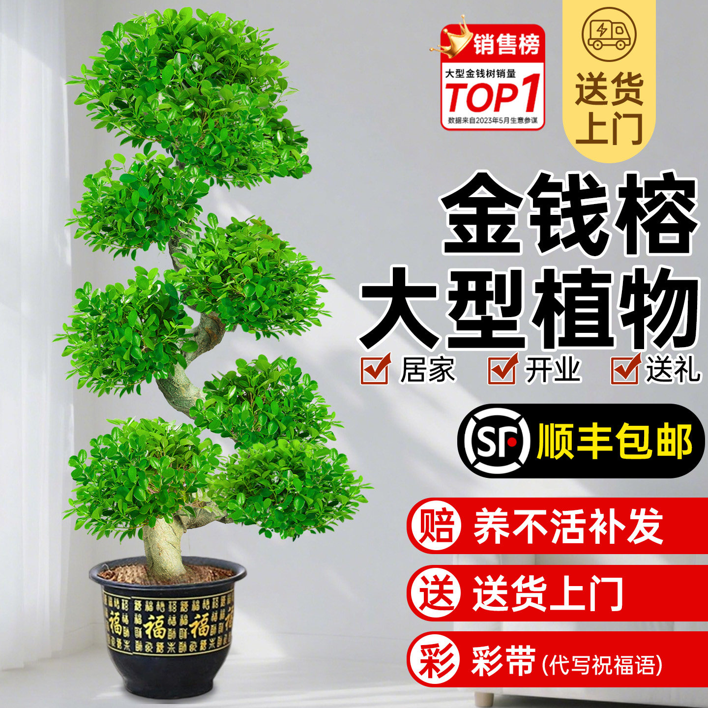 金钱榕大盆栽室内招财摇树