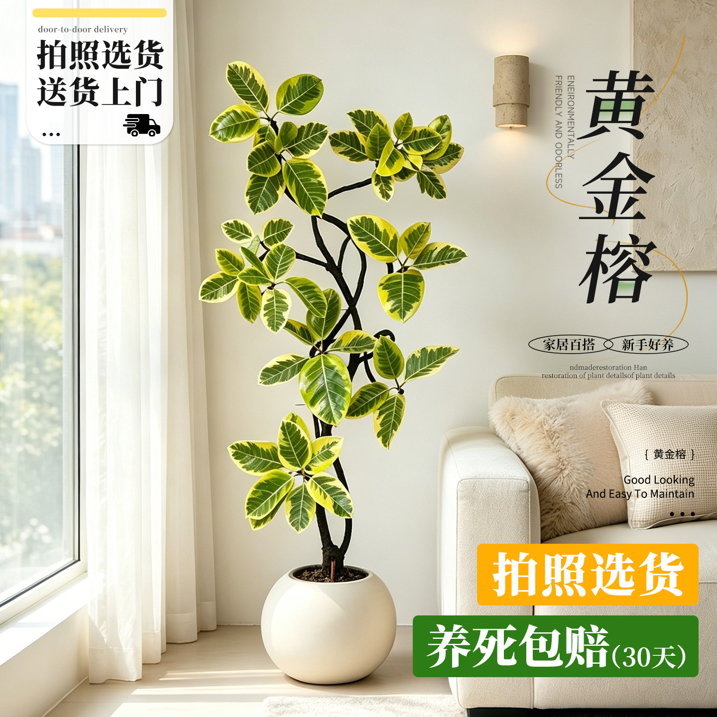 黄金榕大型客厅盆栽绿植物老桩办公室内四季花叶橡皮树孟加拉榕树