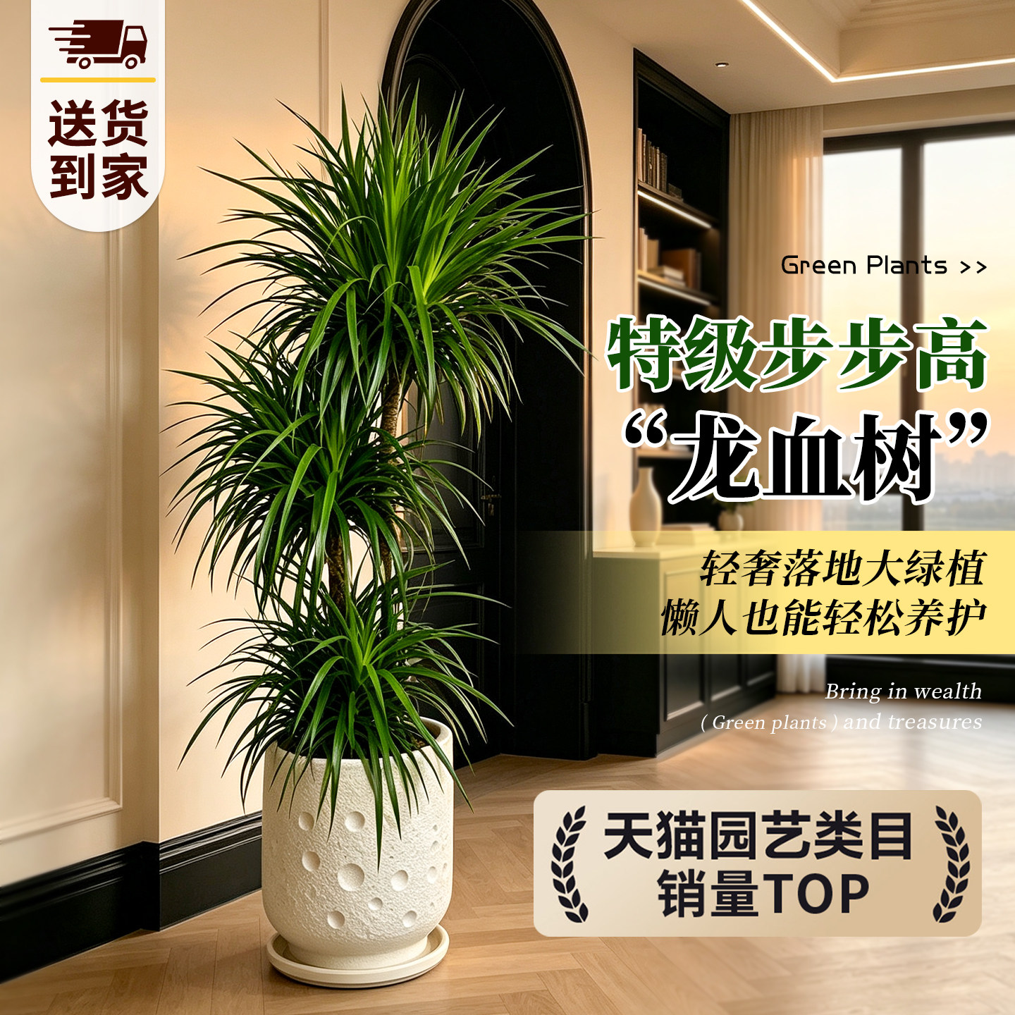 步步高龙血树绿植客厅盆栽室内大型绿植高级感龙须树轻奢四季好养