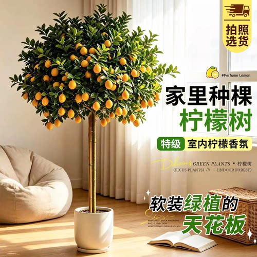 香水柠檬树大型阳台好养植物盆栽