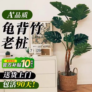 老桩龟背竹客厅大盆栽高级感大叶室内大型落地绿植物懒人好养盆景