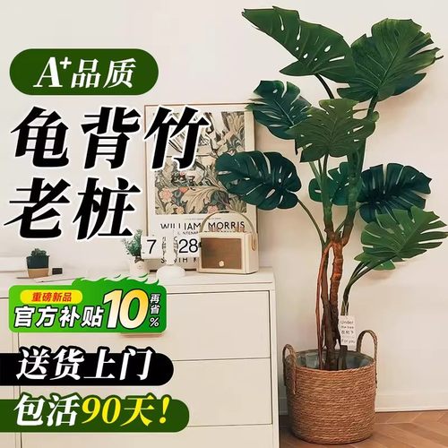 【老桩大叶】龟背竹客厅大盆栽