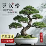 罗汉松盆景飘枝造型老桩室内大盆客厅绿植四季好养盆栽大型迎客松