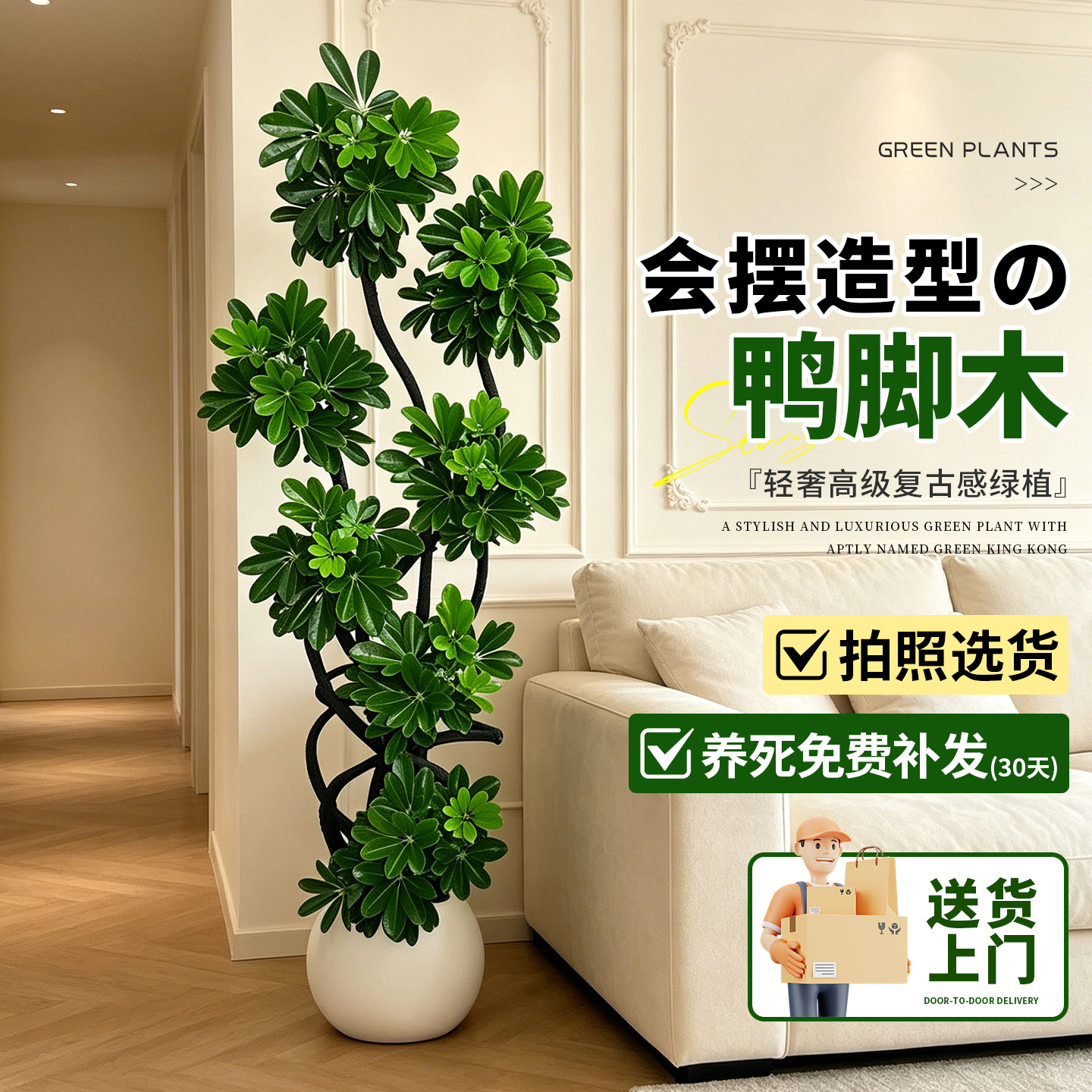 【拍照选货】造型鸭脚木客厅绿植