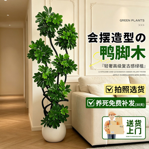 【拍照选货】造型鸭脚木客厅绿植