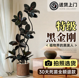 黑金刚橡皮树客厅大盆栽绿植高级感室内大型植物落地真树四季好养