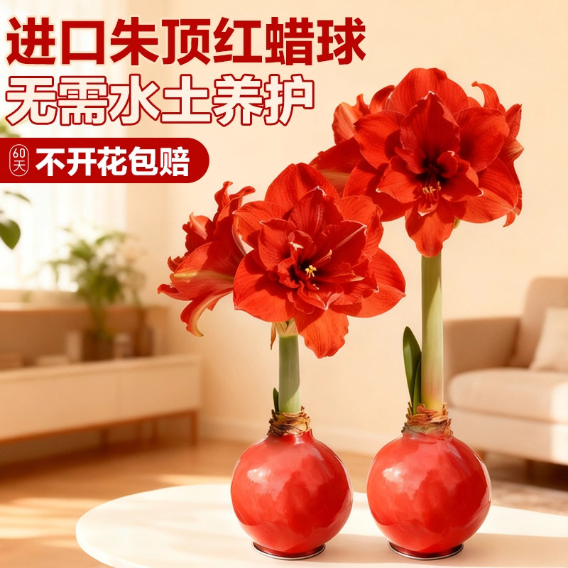 进口朱顶红蜡封重瓣种球好养特大蜡球懒人适合养的花卉冬天年宵花