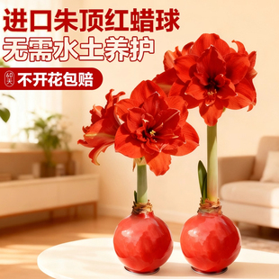 进口朱顶红蜡封重瓣种球好养特大蜡球懒人适合养的花卉冬天年宵花